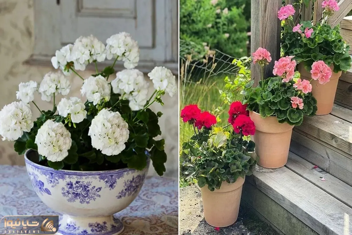 نگهداری گل شمعدانی در فصل سرما؛ یه نوستالژی خوشگل به یاد خونه مامان برزگا