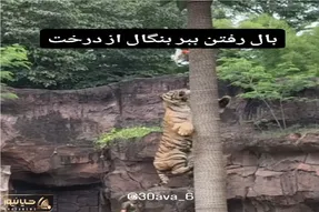 مستند کاوش؛ ببر رو برای چاق نشدن با طعمه عین میمون میکشن رو درخت