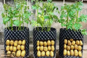 کاشت و برداشت خانگی؛ باغچه نداری و میخوای سیب زمینی بکاری؟ بیا بهت بگم چکار کنی