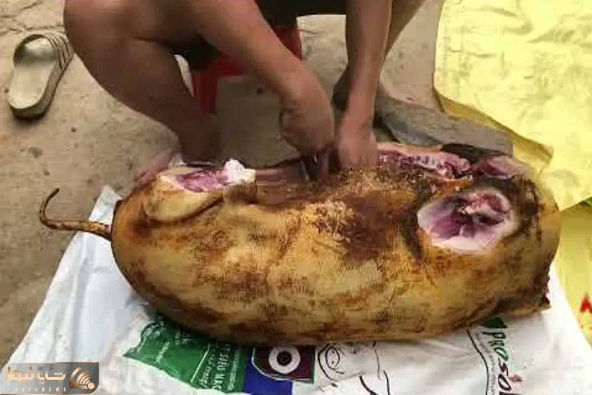کباب سگ؛ سگ ولگرد زیادی واق واق میکرد دستو پاشو شکوندن شکمشو خالی و بریونی کردنش