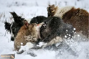 شاهکار حیات وحش؛ گرگ وحشی به بدترین شکل ممکن دست و پای سگ نگون بخت را کند