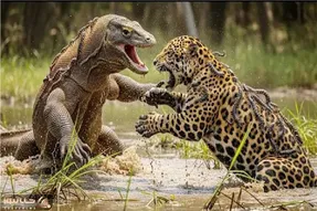 جذابیت حیات وحش / نبرد خصمانه ببر دد و اژدهای کومودو برای بقا