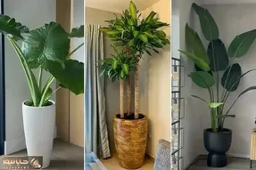 گیاهانی که نحسی رو میارن خونه تون و حسابی بدشگونن؛ انرژی منفی اینا برکت پولتو میبره