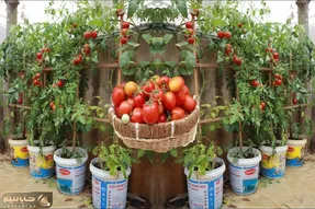 کشاورزی خلاقانه؛ آقا خونش باغچه نداره تو سطل های رنگ گوجه فرنگی کاشته محشر