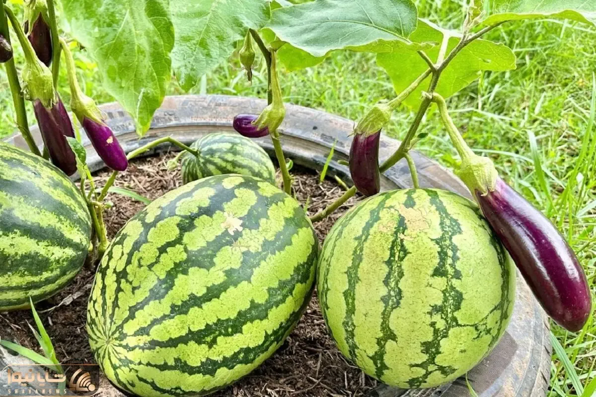 کشاورزی نوین؛ بادمجون و هندوانه رو با هم پیوند زدن یه جا هم بادمجان درومده هم هندونه