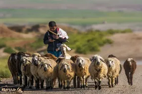آواز عشایری؛ نی نوازی و نوازندگی چوپان برای الاغ و سگ و گوسفند که با موزیک زنده میچرن