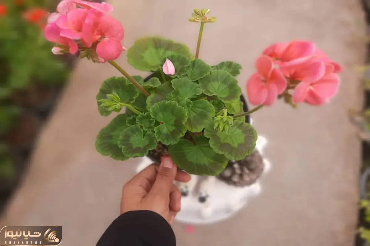 کاشت و برداشت خانگی؛ چجوری شمعدونی رو تکثیر کنیم؟ همه چیز راجع به قلمه زدنش