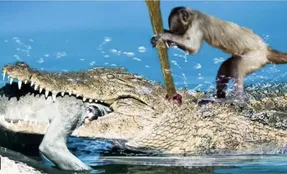 مستند حیات وحش؛ میمون در خلاقانه ترین حالت بچشو از تمساح پس میگیره