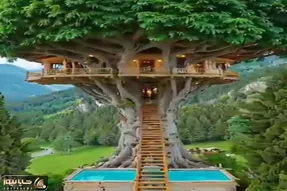 معماری خلاقانه؛ خونه ساختن بالای درخت تنومند همجوار ابرا پله اش انگار مرز دنیا و بهشت