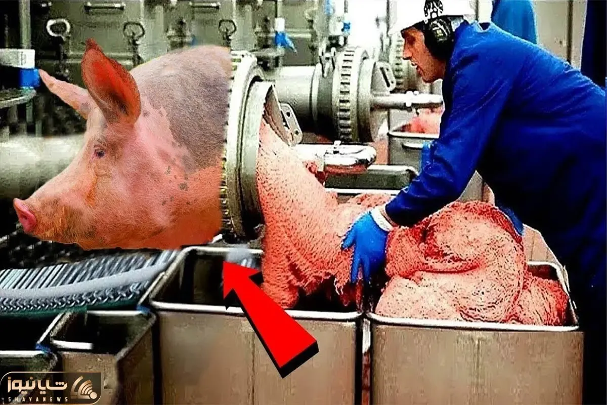 فرآوری خوک؛ خوک های زشت لاغر مردنی رو با تجهیزات مدرن میکشن و کالباسش میکنن