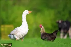 مستند کاوش؛ غاز ریش سفید مانگوس شکنجه کرد خروس اذیت نکنه