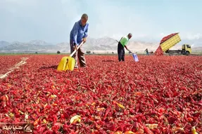 کارخانه تولید؛ روند تبدیل فلفل چیلی تند به پودرش تا چشم کار میکنه همه جا رنگ خون