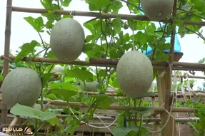 کاشت و برداشت خانگی؛ طالبی رو با این روش که میگم بکار صد درصد شیرین و آبدار میشه