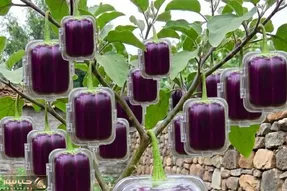 پرورش متحیرکننده؛ بادمجون مربع یا 4 گوش ندیده بودیم که اونم اومد