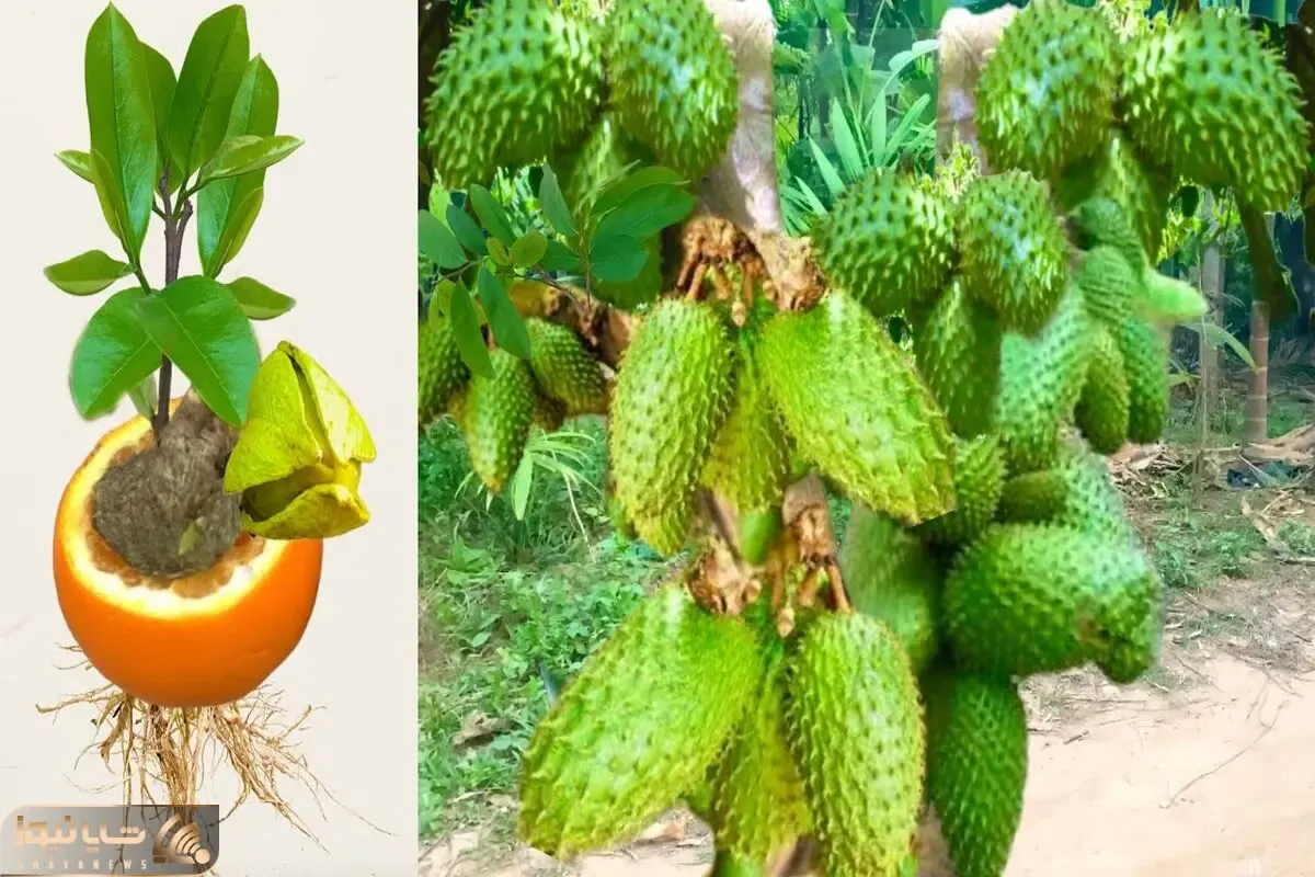 فرآوری میوه بهشتی سورسوپ؛ با کمک تخم مرغ و پوست موز این خوشمزه تایلندی رو کشت می کنن