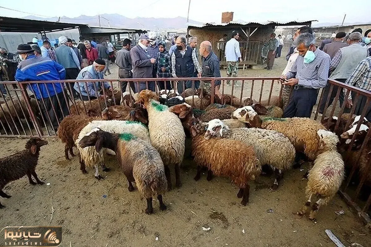 قیمت دام زنده امروز 17 خرداد ۱۴۰۴ + جدول