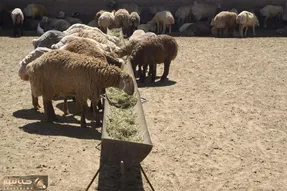 قیمت دام زنده امروز 10 مهر 1404 / دام گران شد + جدول