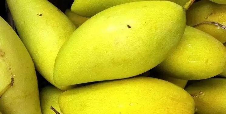 انبه آتالوفو چیست و در ایران هم وجود دارد؟