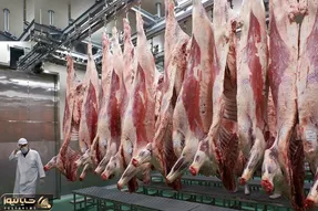 فرآوری گاو؛ شیر گاو 2500 تنی رو میدوشن با اره برقی گردن میزنن استیکی برش میدن