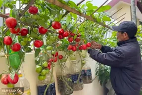 کاشت و برداشت خانگی؛ گوجه فرنگی رو اینجوری بکار یه خروار محصول میده آبیاری هم نمیخواد