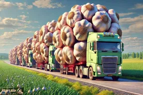 کشاورزی نوین؛ تو مزارع چند هزار هکتاری با ماشینای مخصوص سیر هارو حبه حبه میکارن