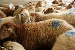 قیمت دام زنده امروز ۱۰ اردیبهشت ۱۴۰۵