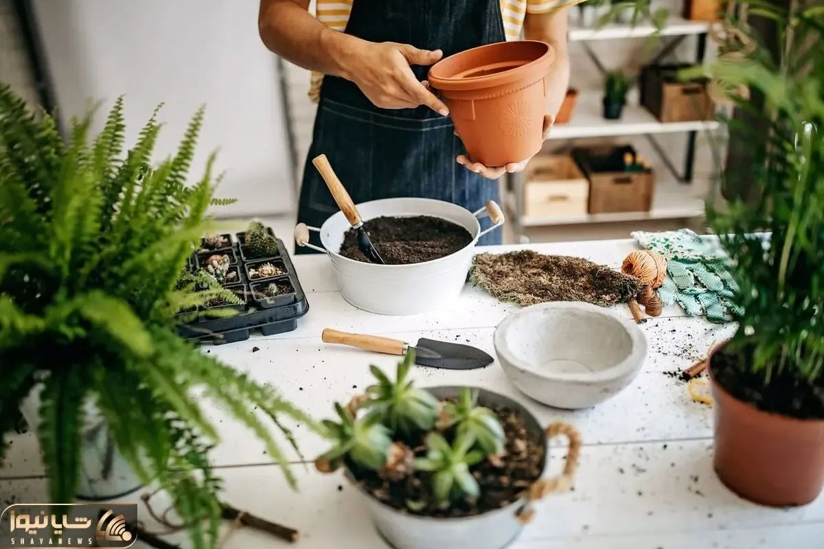 کاشت و برداشت خانگی؛ چجوری خاک و گلدون گیاهان آپارتمانی رو عوض کنیم که بیحال نشن؟