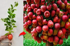 کشاورزی نوین؛ موقع کاشت سیب بهش خمیردندون و تخم مرغ زدن حالا یه عالمه محصول داده