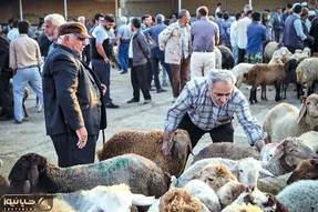 قیمت دام زنده امروز 9 اسفند 1404 + جدول