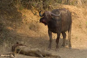 از جذابیت های حیات وحش؛ بوفالوی وحشی افتاد به جون شیر و بلایی سرش آورد که عمرا یادش بره