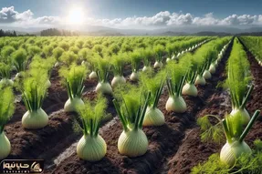 کشاورزی نوین؛ با تجهیزات مد روز رازیانه کاشتن موقع برداشت شده اندازه هندوونه