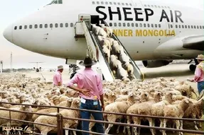 جابه‌جایی پرهیبت؛ گوسفندا برای رفتن به چراگاه ناز کردن با پرواز فرست کلاس بردنشون