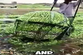 کشاورزی نوین؛ راز محصول بیشتر، جلوگیری از سرمازدگی اون و استفاده از کارگر کمتر در چین
