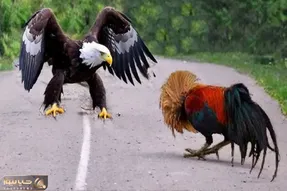 بدایع حیات وحش / وقتی عقاب برای خروس شاخ و شونه کشید با جراحت جان سپرد
