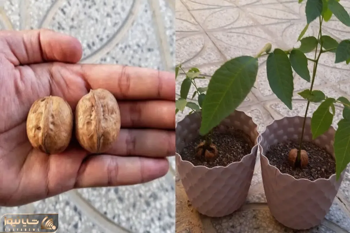 کشاورزی نوین؛ وقتی گردو رو از یک دانه بسیار کوچک پورش میدن تا بشه یه غول تنومند