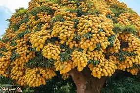 کشاورزی نوین؛ با یه تیغ و یه تکه نایلون با نهال انبه کاری کردن چند تن میوه داد