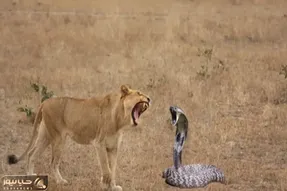 مستند حیات وحش؛ شیر از مار نیم وجبی میخوره