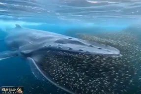 نبض وحش؛ ماهیه ماشاالله دهن داره کل دریا رو تو کمبش جمع میکنه