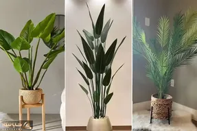 گیاهان آپارتمانی با دوام در برابر نور کم مختص خونه های تاریک و خفه؛ مناسب هر 4 فصل