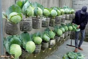 کاشت و برداشت خانگی؛ بطری های پلاستیکی آب معدنی رو دور نندازیا توش کلم پیچ بکار محشره