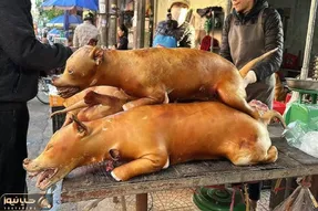 کباب سگ؛ سگ نازنازی و دست و پا بسته میندازه تو کوره آتیش مغز پخت شه سرو کنه