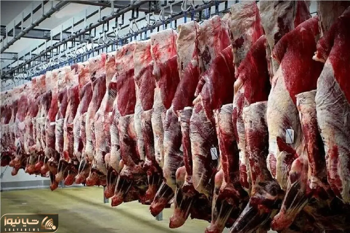 (جدول) قیمت دام زنده امروز ۲۹ مهر ۱۴۰۳/ واردات گوشت گرم و منجمد به ۷۵ هزار تن رسید