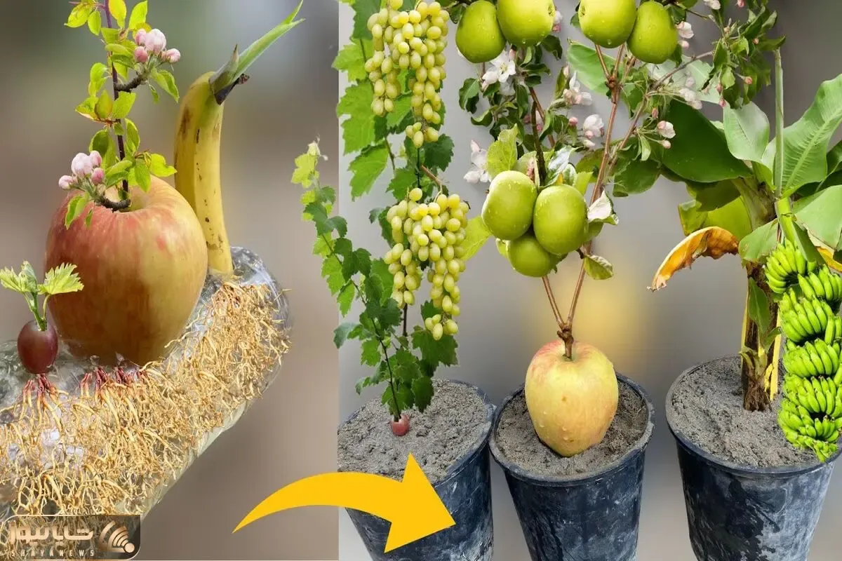 چگونه می توان درخت موز را از موز انگور و سیب را هم از خود میوه شان کاشت؟