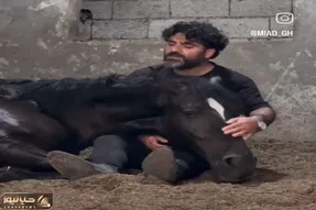 آواز اصیل؛ اسب سرشو گذاشت رو پای صاحبش که براش لالایی بخونه حق داره صداش خداس