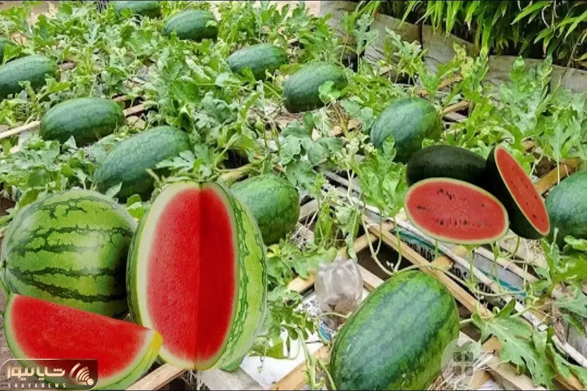 کاشت هندوانه در باغچه؛ هندوانه ها رو تو یه گلدان کوچک می کارن تا کم کم بزرگ و سرخ بشه