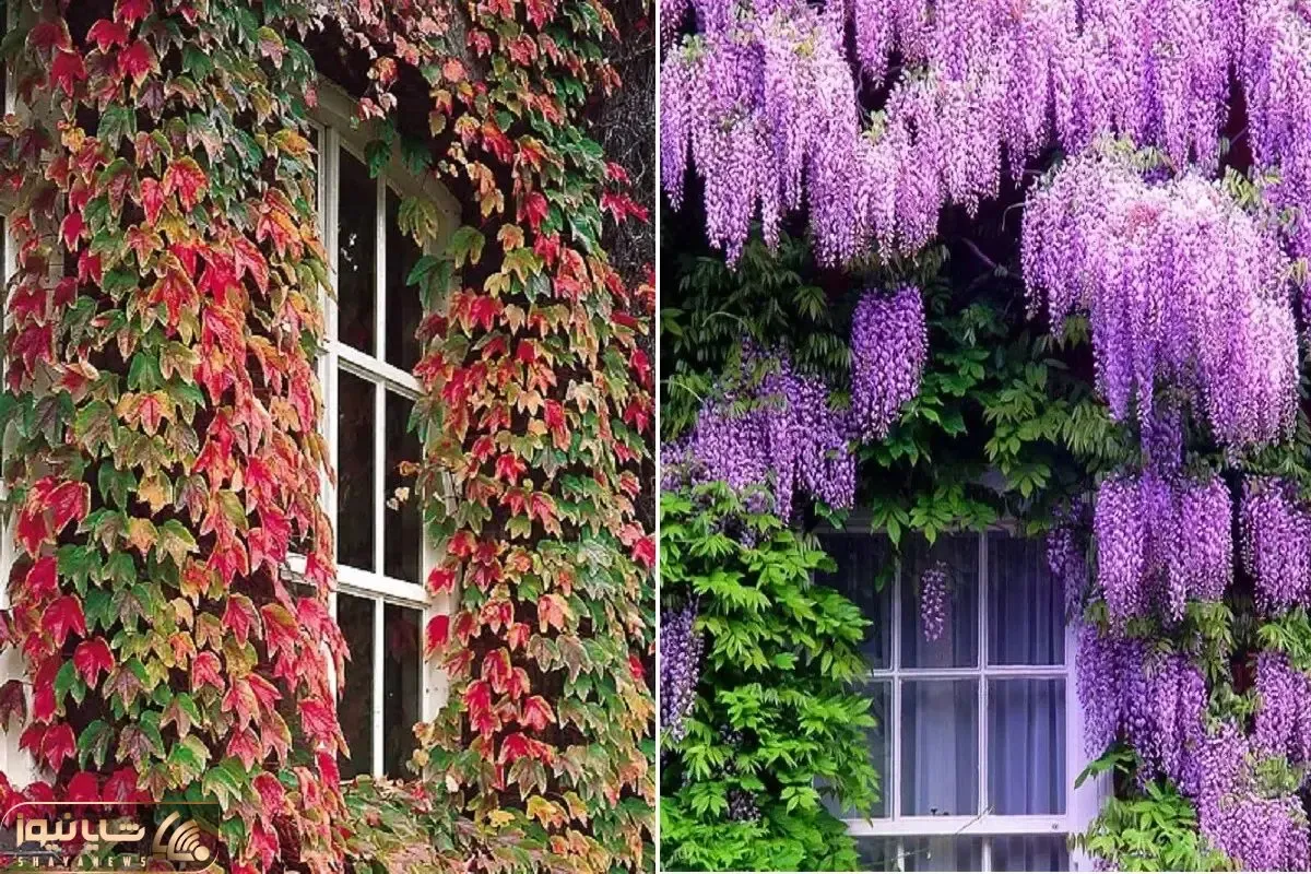 گیاهان چسبنده برای ساخت دیوار سبز؛ اینا تو سرما هم نمیمیرن و مختص آب و هوای ایرانن