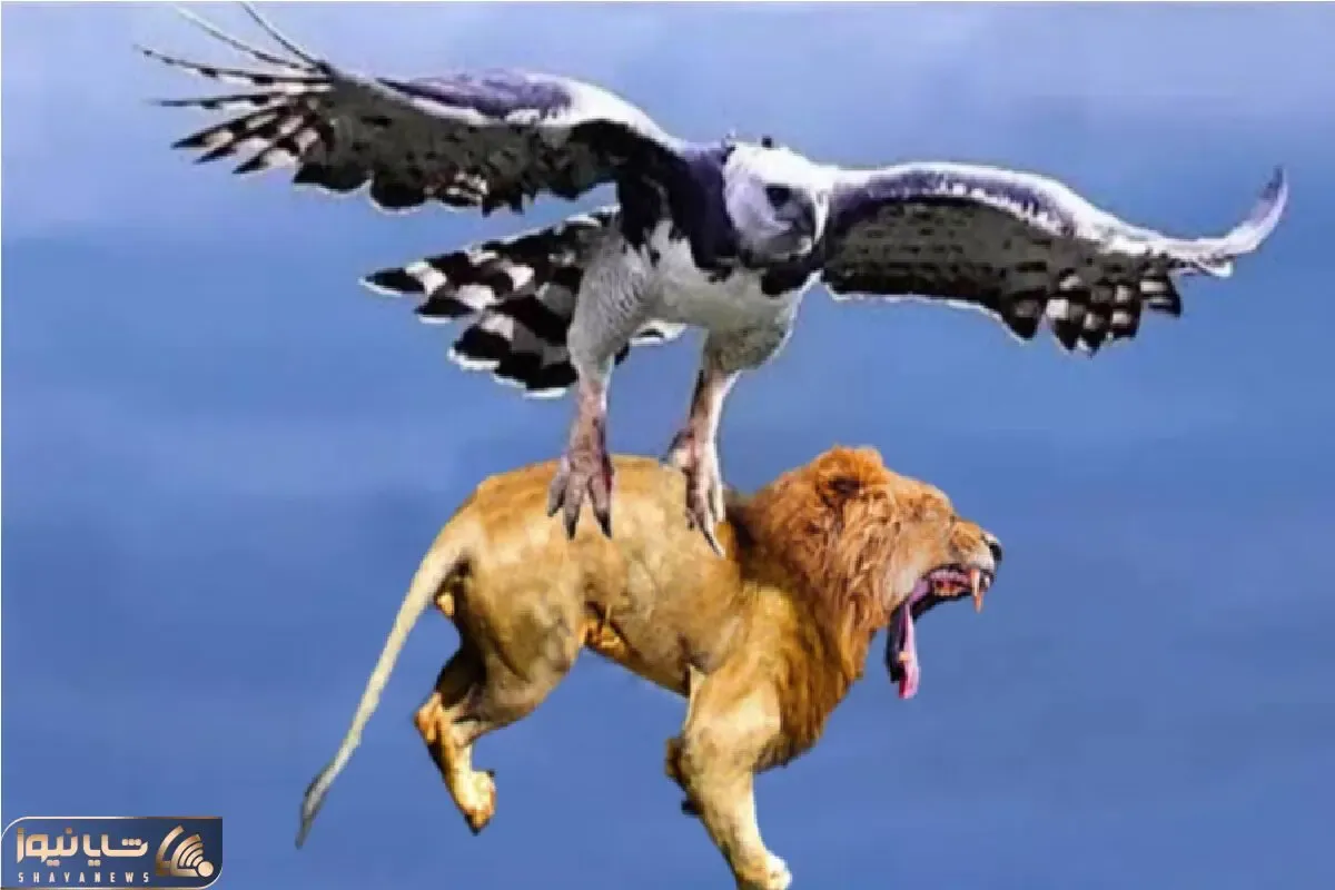 مستند حیات وحش؛ عقاب براش چرنده و خزنده و پرنده نداره