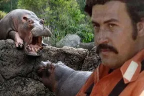 (عکس) دردسر کلمبیا با اسب های آبی پابلو اسکوبار