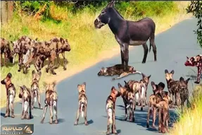 جذابیت حیات وحش؛ خر با خر بازیاش روی کفتارارو سفید کرد
