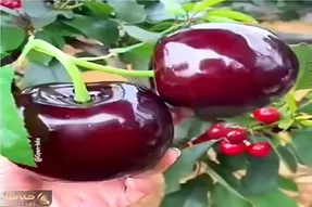 کشاورزی نوین؛ گیلاس پرورش دادن هر دونش چند کیلوعه برا بلند کردنش به هن هن افتادن